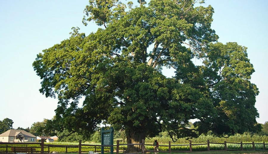Comfort Maple tree in Ontario, a historic highlight of an Alton and Caledon getaway