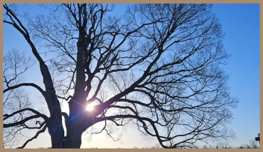 The magnificent Comfort Maple in Pelham, Ontario—protected since 1961—remains a timeless highlight of an Alton and Caledon getaway.
