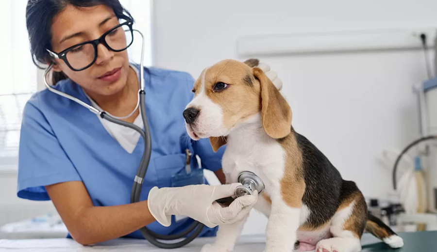 Pet insurance market growth trend infographic showing rising demand and insurance coverage