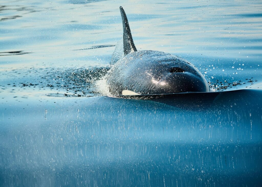 "New Forever Chemicals Found in Arctic Killer Whales, Scientists Warn"