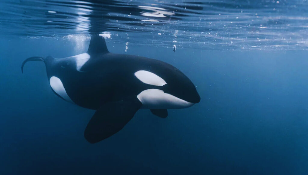 "Arctic Killer Whales Exposed to Newly Identified Forever Chemicals"