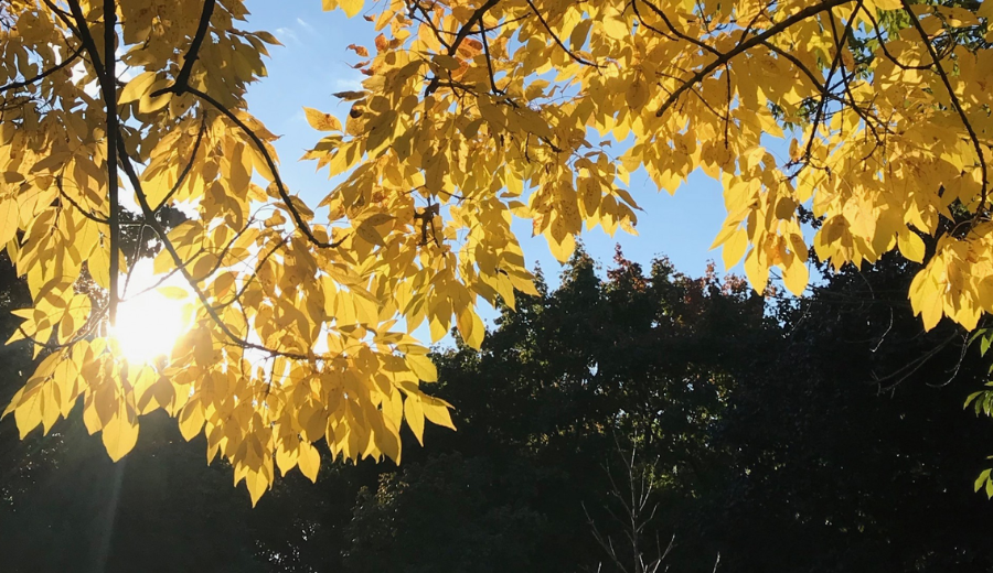 Fall at Trinity Bellwoods Park Toronto: vibrant foliage, relaxed vibes, and an easy day trip before heading back to your RivetStays stay.