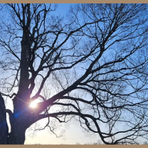 The magnificent Comfort Maple in Pelham, Ontario—protected since 1961—remains a timeless highlight of an Alton and Caledon getaway.
