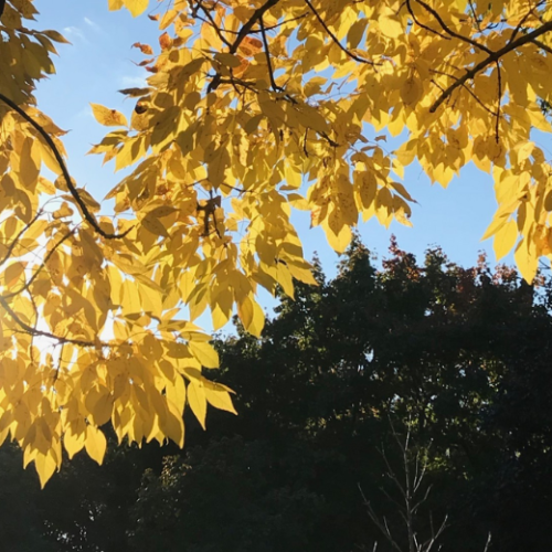 Fall at Trinity Bellwoods Park Toronto: vibrant foliage, relaxed vibes, and an easy day trip before heading back to your RivetStays stay.