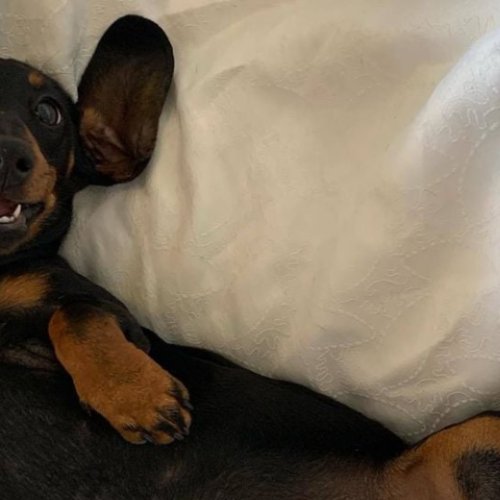 Valerie the Dachshund Rescued After 529 Days Lost on Kangaroo Island