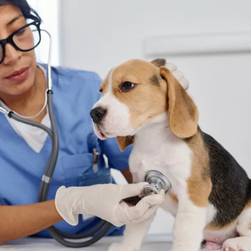 A veterinarian performs a routine health check on a puppy—an increasingly common scenario as more pet owners invest in pet insurance to manage veterinary costs.